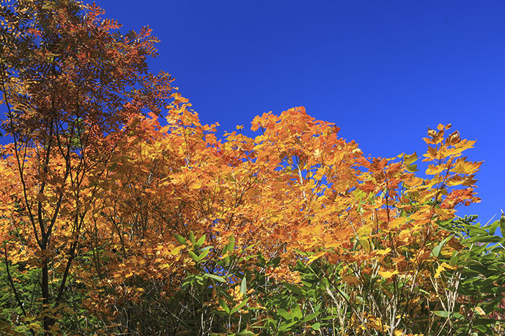 栂池自然園紅葉