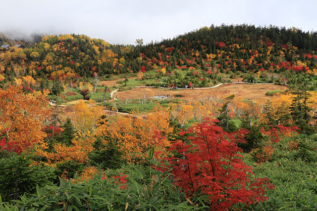 浮島湿原の紅葉全容
