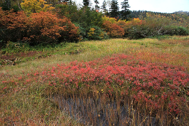イワイチョウの草紅葉