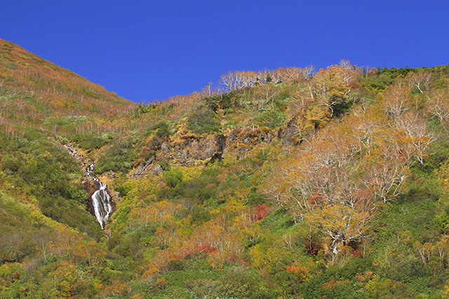 ダケカンバの白い幹と紅葉