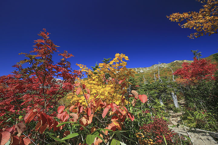 展望湿原紅葉