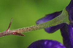 ミヤマトリカブトの花柄