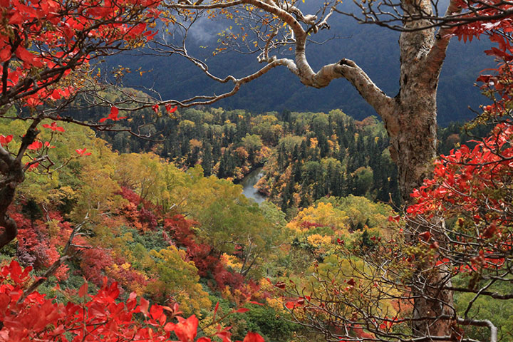 サラサドウダンの紅葉と雁殿池