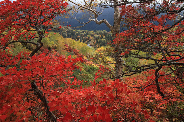 サラサドウダンの紅葉
