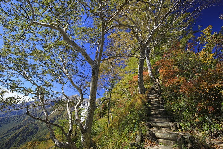 栂池自然園ヤセ尾根の紅葉