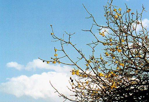冬空に浮かぶソシンロウバイの花